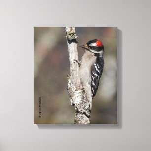 Profile of a Male Downy Woodpecker Canvas Print