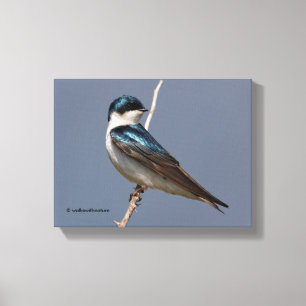 Profile of a Male Tree Swallow in the Sun Canvas Print