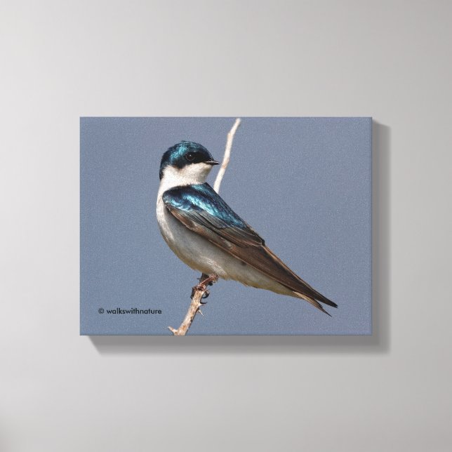 Profile of a Male Tree Swallow in the Sun Canvas Print (Front)