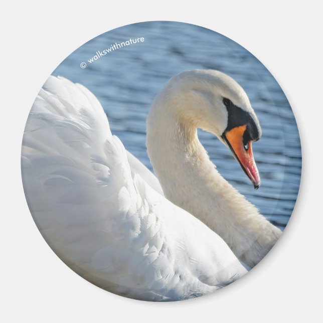 Profile of a Mute Swan Magnet (Front)
