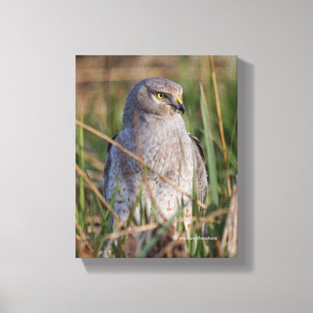 Profile of a Northern Harrier Canvas Print (Front)