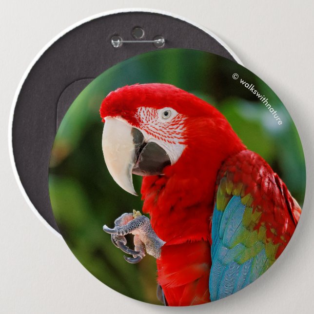 Profile of a Pretty Green-Winged Macaw 6 Inch Round Button (Front & Back)