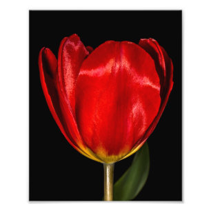 Profile of a Red Tulip Photo Print