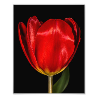 Profile of a Red Tulip Photo Print
