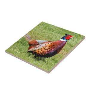 Profile of a Ring-Necked Pheasant Tile