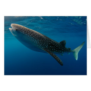 Profile of a whale shark, Indonesia