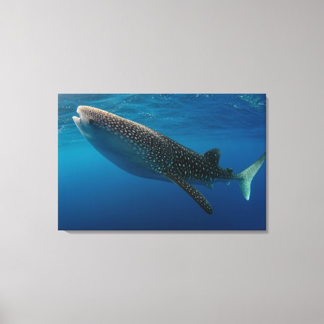 Profile of a whale shark, Indonesia Canvas Print (Front)