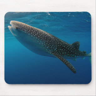 Profile of a whale shark, Indonesia Mouse Pad