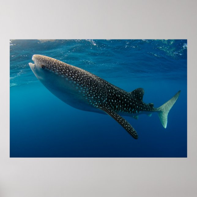 Profile of a whale shark, Indonesia Poster (Front)
