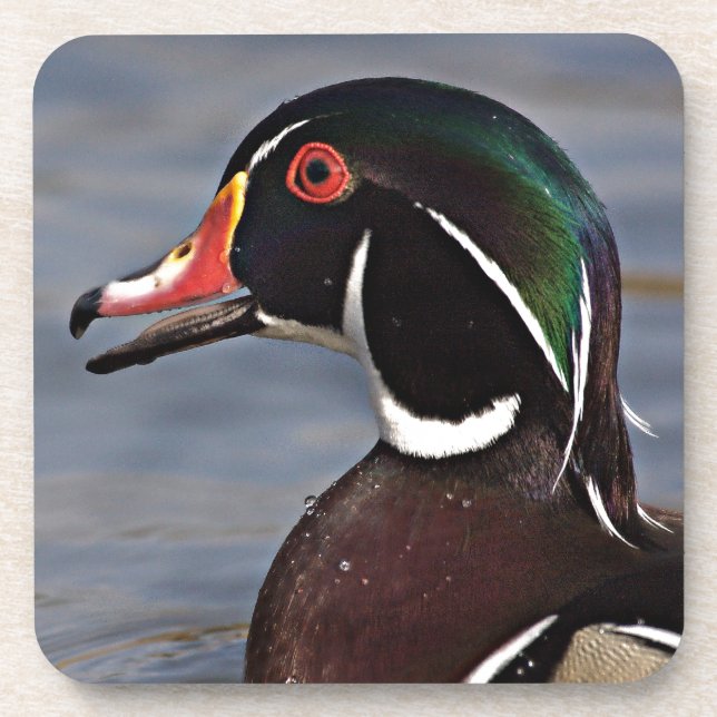 Profile of A Wood duck Coaster (Front)