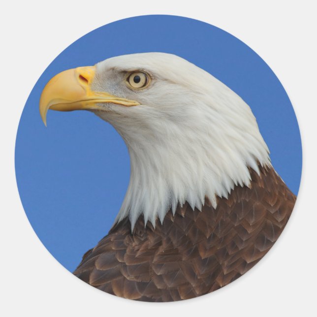 Profile of an Adult Bald Eagle Classic Round Sticker (Front)