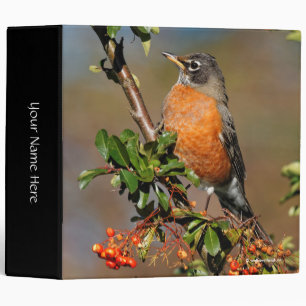 Profile of an American Robin on the Pyracantha Binder