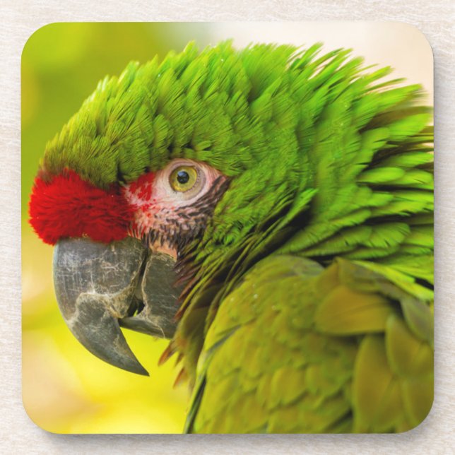 Profile of macaw at Santa Barbara Zoo Coaster (Front)