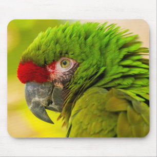 Profile of macaw at Santa Barbara Zoo Mouse Pad