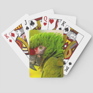 Profile of macaw at Santa Barbara Zoo Playing Cards