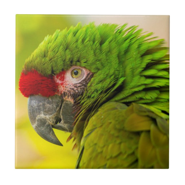 Profile of macaw at Santa Barbara Zoo Tile (Front)