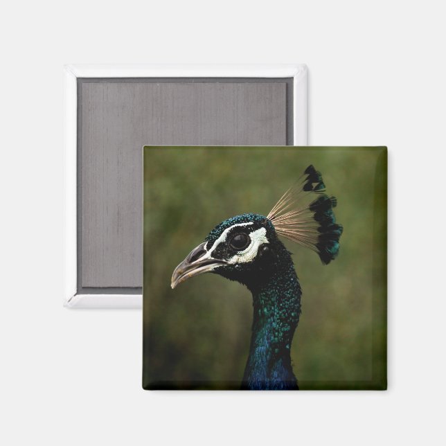 Profile of Peacock  Magnet (Front/Back)