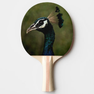 Profile of Peacock  Ping Pong Paddle