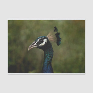 Profile of Peacock Tissue Paper