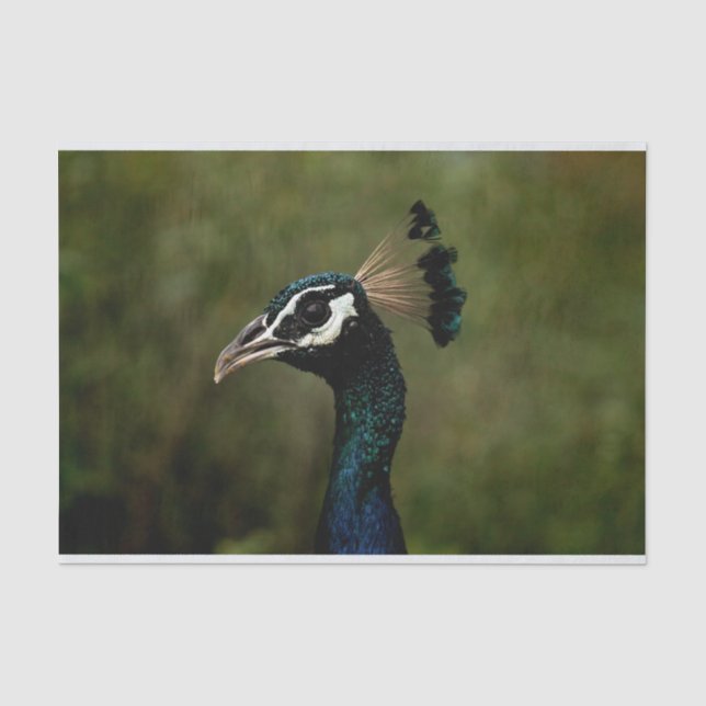 Profile of Peacock  Tissue Paper (Front)