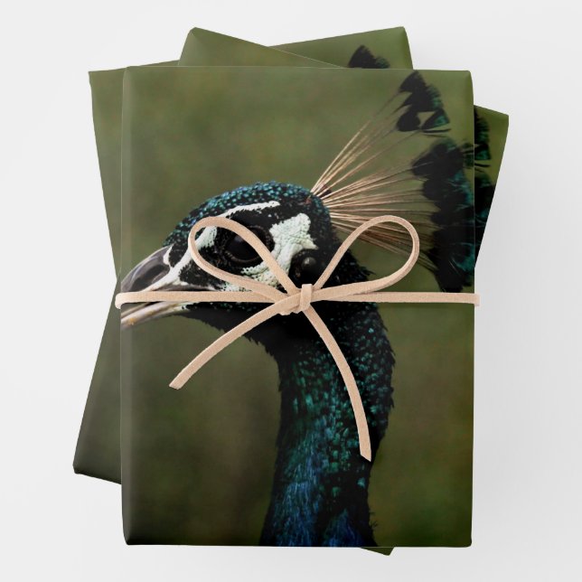 Profile of Peacock  Wrapping Paper Sheet (In situ)