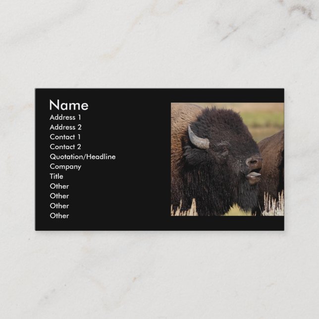 profile or business card, bison grunting business card (Front)