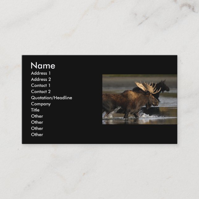 profile or business card, moose splash card (Front)