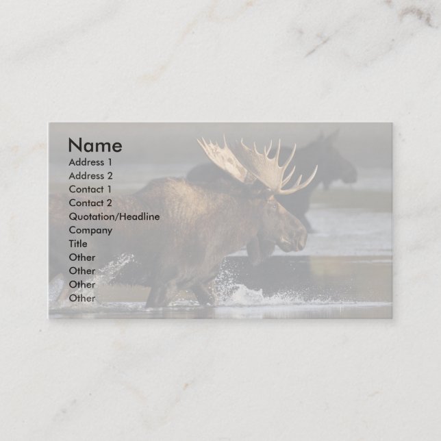 profile or business card, moose splash card (Front)