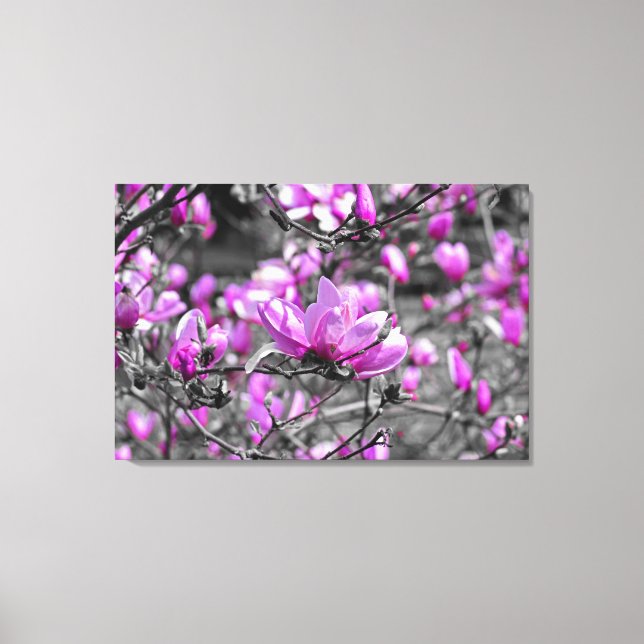 Profuse Magnolia Blooms Triptych Canvas Print (Front)