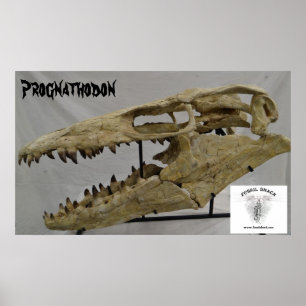 Prognathodon Mosasaur Poster