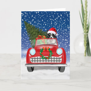 Programme Bordure Collie Chien Conduite Voiture En Neige Noë