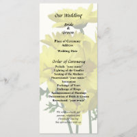 Marguerites jaunes