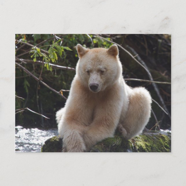 Project Spirit Bear Postcard (Front)
