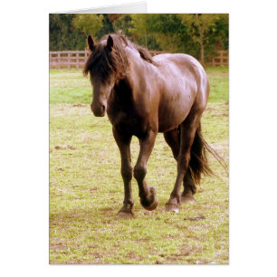 Promenade à cheval Brown relaxante