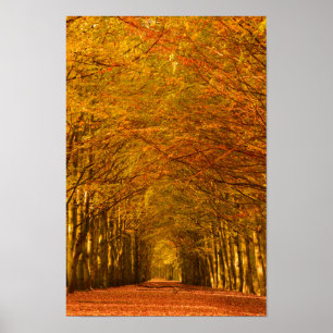 Promenade à travers la forêt en automne poster