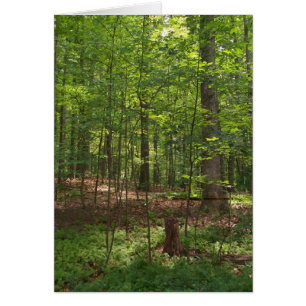 Promenade de forêt