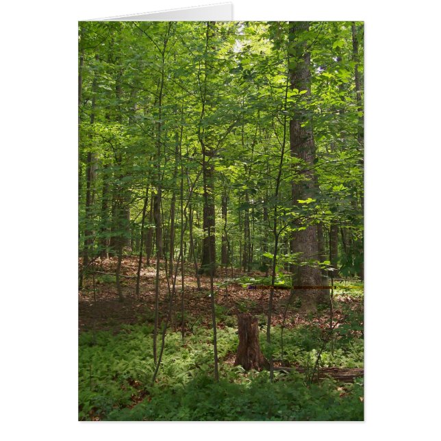 Promenade de forêt (Devant)