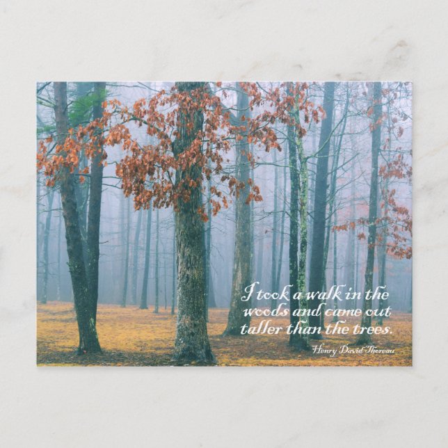 Promenez-vous dans les bois - Carte postale (Devant)
