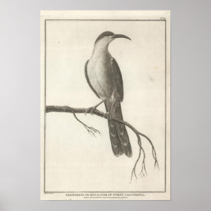 Promerops or Bee Eater of California Poster