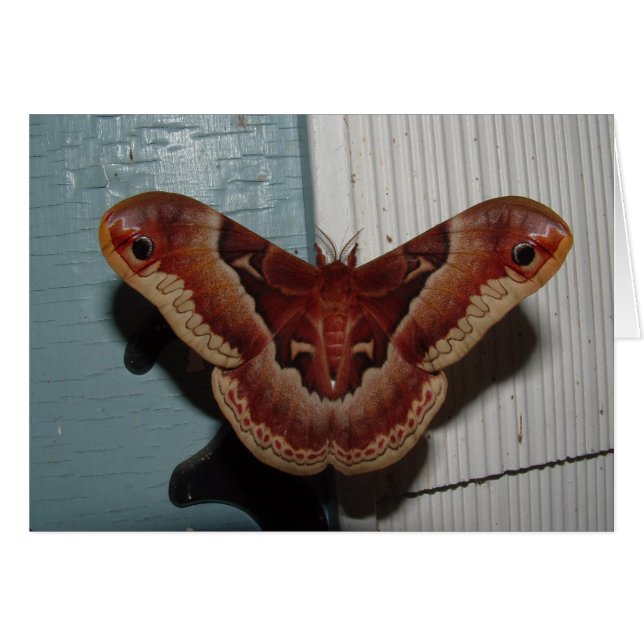 Promethea Moth (Front Horizontal)