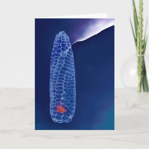 Prometheus (card) card