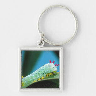 Prometheus Moth Caterpillar, Callosamia Keychain