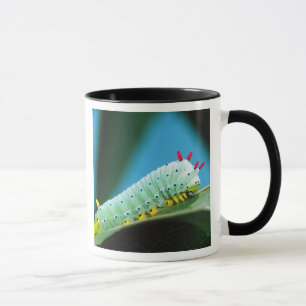 Prometheus Moth Caterpillar, Callosamia Mug