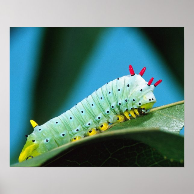 Prometheus Moth Caterpillar, Callosamia Poster (Front)