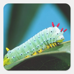 Prometheus Moth Caterpillar, Callosamia Square Sticker