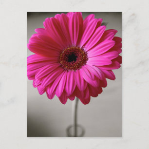 Promise Gerbera Postcard