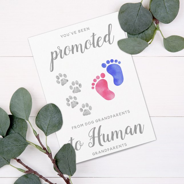Promoted From Dog New Grandparents Pregnancy  Announcement (Creator Uploaded)