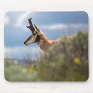 Prong Horn Antelope Mouse Pad