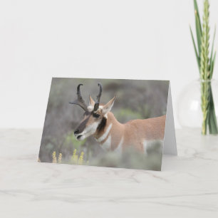 Pronghorn Antelope Buck   Grand Tetons Card