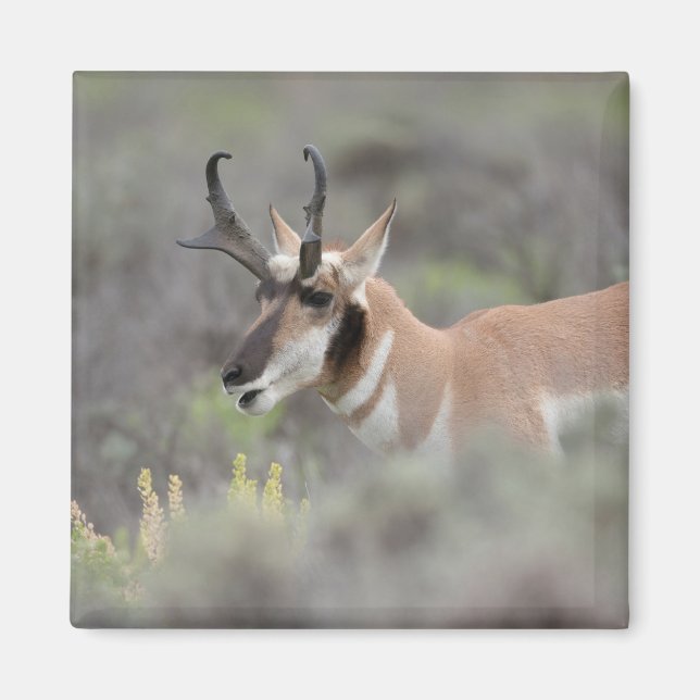 Pronghorn Antelope Buck | Grand Tetons Magnet (Front)